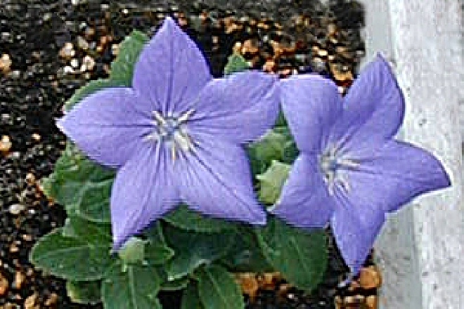 Platycodon grandiflorus 'Astra Blue' Ballonklokje, Ballonbloem
