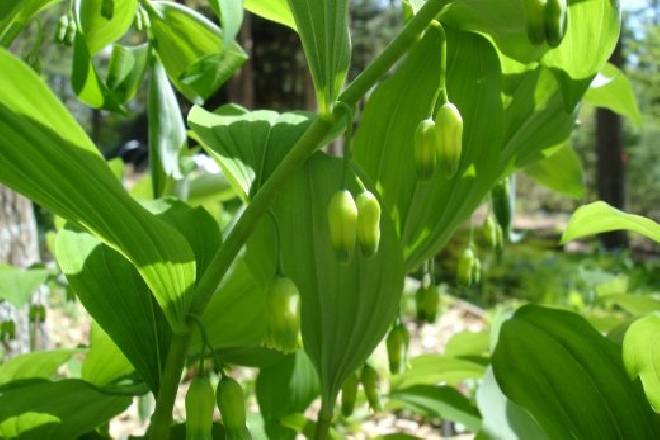 Polygonatum multiflorum Salomonszegel