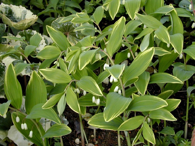 Polygonatum falcatum 'Variegatum' Salomonszegel