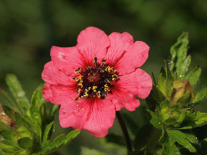 Potentilla nepalensis 'Miss Willmott' ganzerik