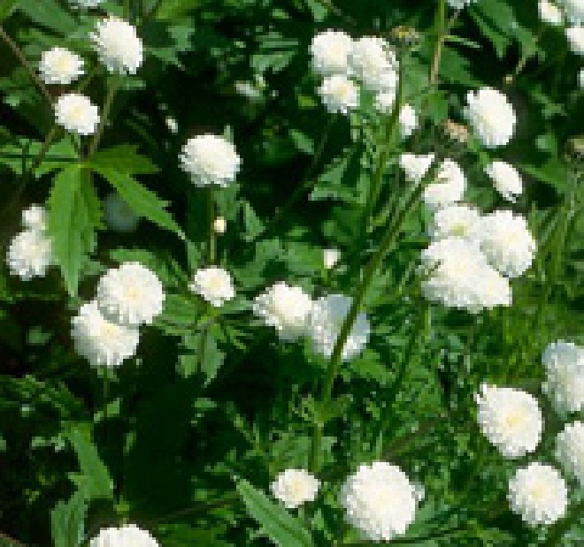 Ranunculus aconitifolius 'Pleniflorus' Boterbloem