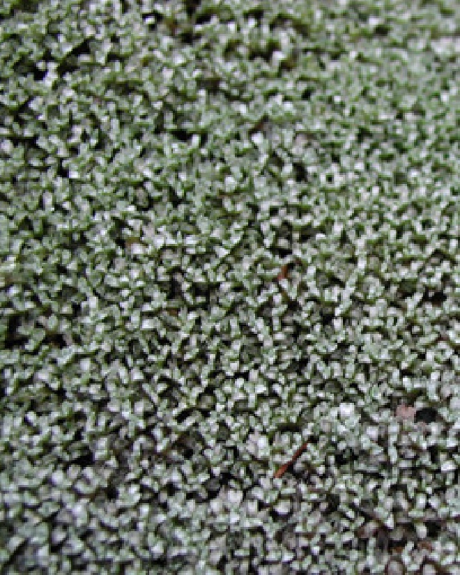 Raoulia australis Lutescens 