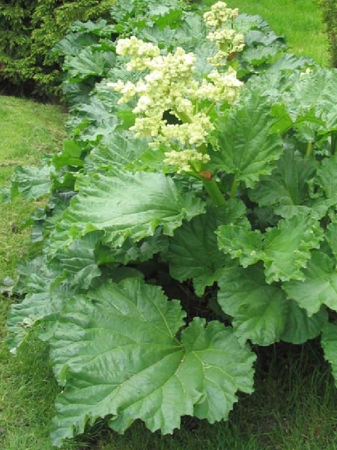 Rheum palmatum var. tanguticum Sierrabarber