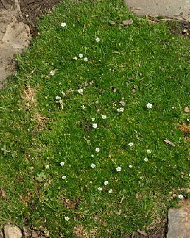 Sagina subulata Vetmuur,Sterremos.