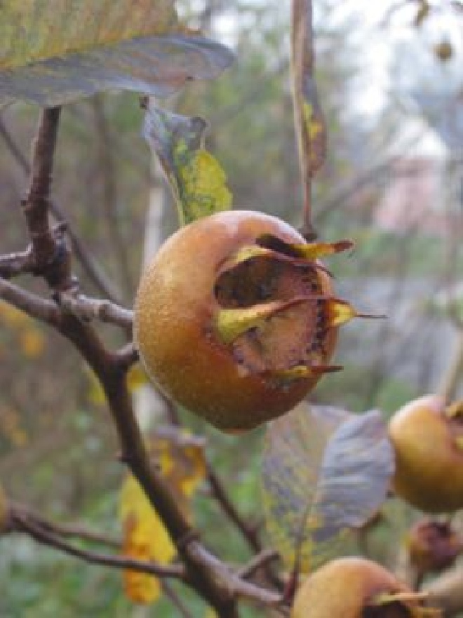 Mespilus germanica Eetbare Mispel