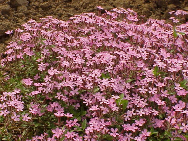 Saponaria ocymoides Zeepkruid