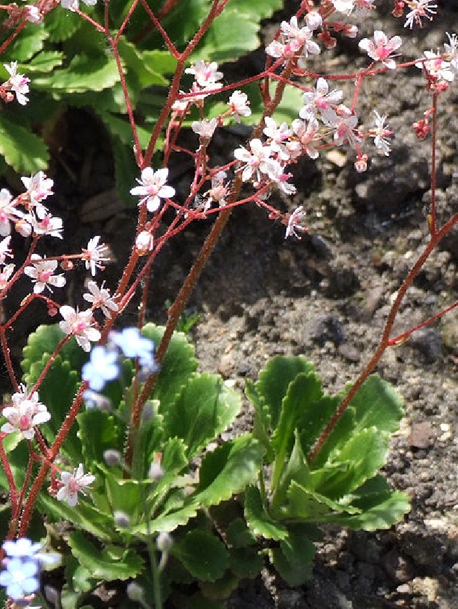 Saxifraga urbium  Schildersverdriet, Hoe-langer-hoe-liever, Mennistenzusjes, Porseleinbloempjes