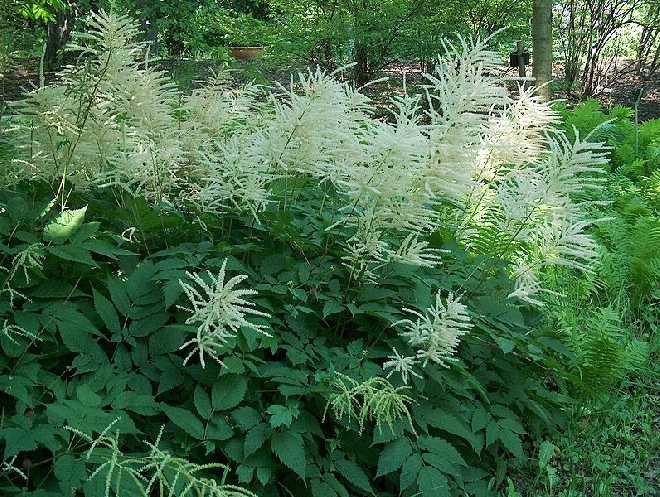 Aruncus dioicus Geitenbaard