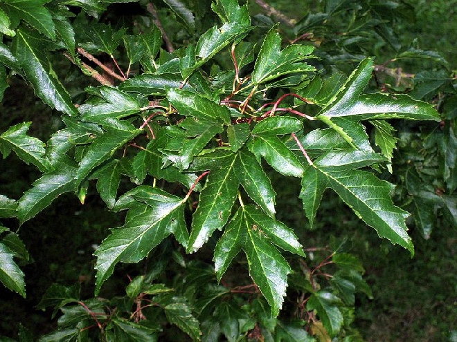 Acer tataricum subsp. ginnala (syn. Acer ginnala) Chinese Esdoorn