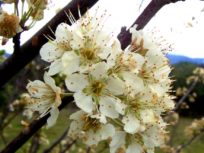 Prunus domestica 'Ontario' Pruim Ontario
