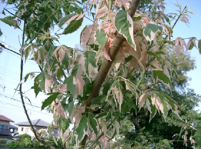Acer negundo 'Flamingo' Witbonte Vederesdoorn, Californische Esdoorn