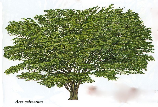 Acer palmatum Japanse Esdoorn