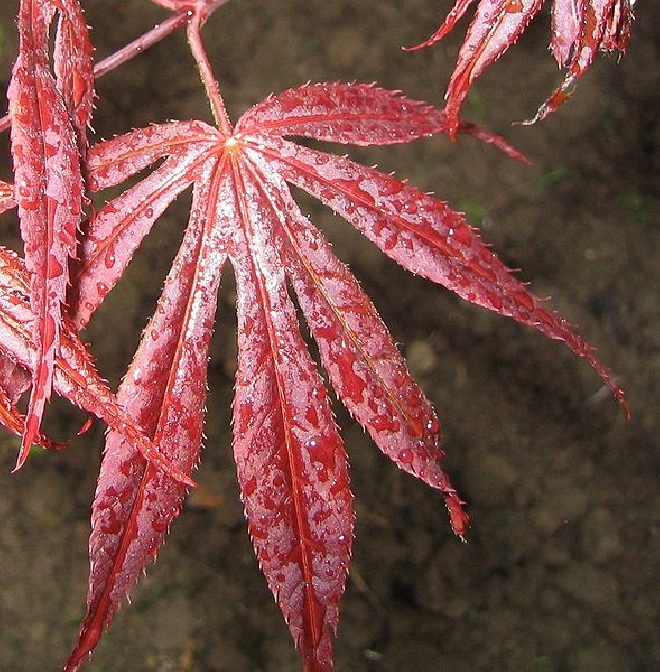 Acer palmatum 'Aureum' Japanse Esdoorn