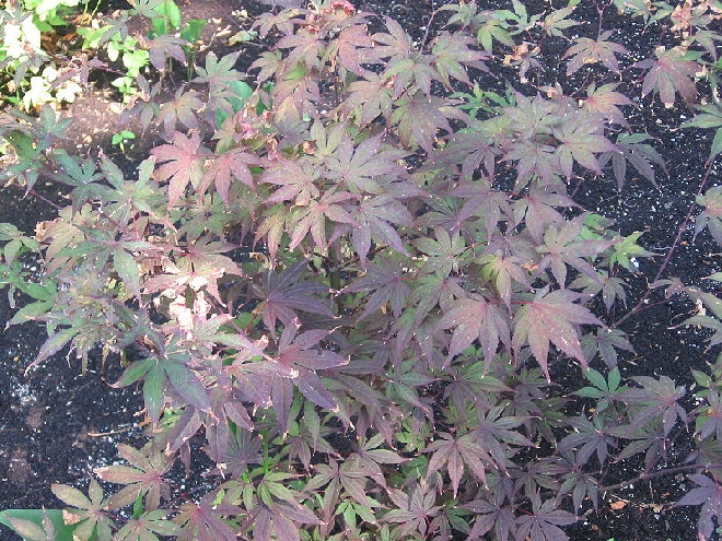 Acer palmatum 'Bloodgood' Japanse Esdoorn