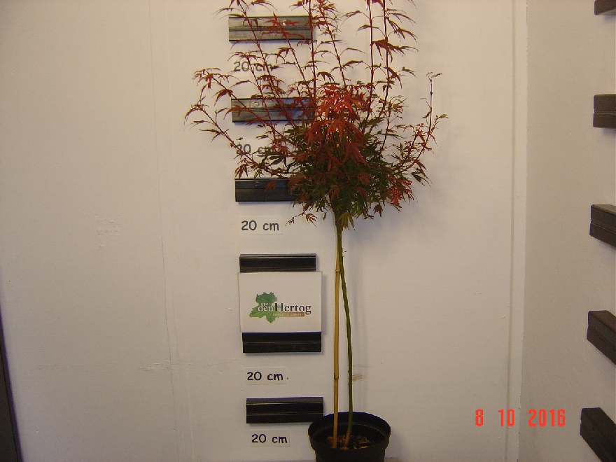 Acer palmatum 'Shaina' Japanse Esdoorn
