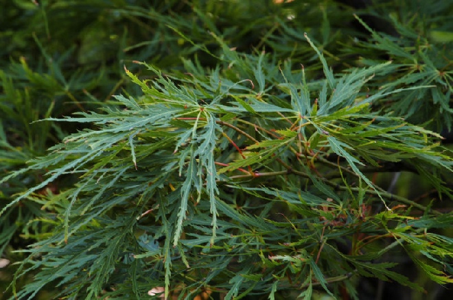 Acer palmatum 'Dissectum' Japanse Esdoorn
