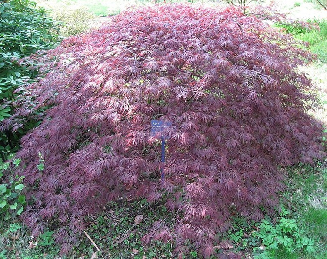 Acer palmatum 'Ornatum' Japanse Esdoorn