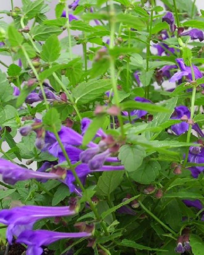 Scutellaria scordiifolia Glidkruid,Helmkruid