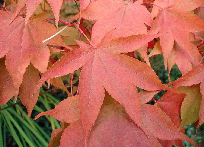 Acer palmatum 'Ohsakazuki' (syn. 'Osakazuki') Groenbladige Japanse Esdoorn