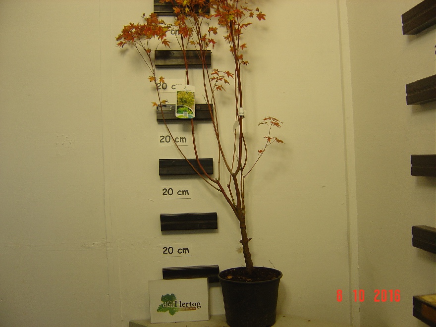 Acer palmatum 'Sangokaku' Japanse Esdoorn