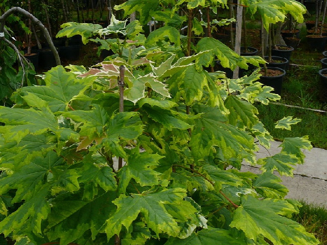 Acer platanoides 'Drummondii' Noorse Esdoorn