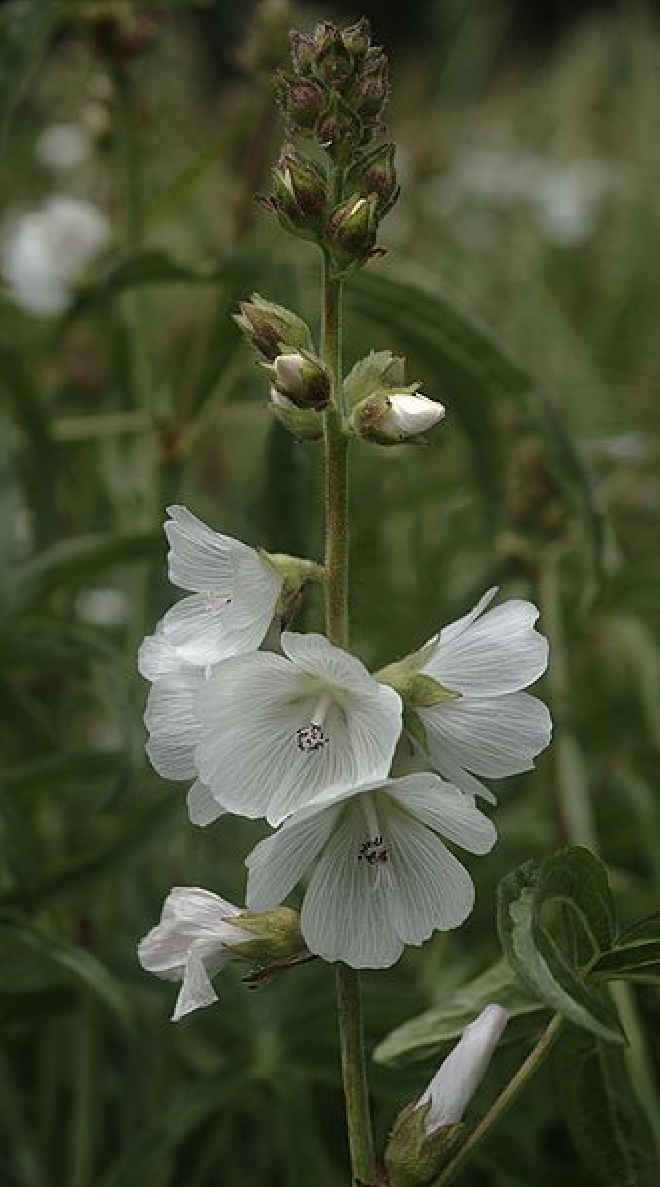 Sidalcea candida Griekse Malva, Prairie Malva