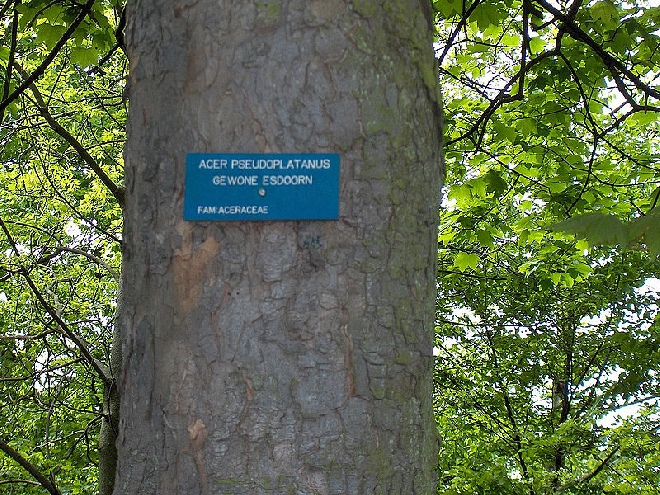 Acer pseudoplatanus Gewone Esdoorn, Bergesdoorn