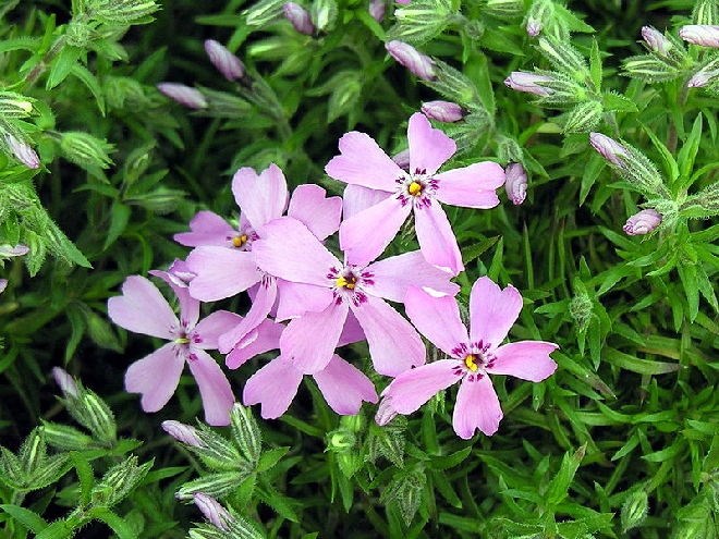Silene schafta Lijmkruid