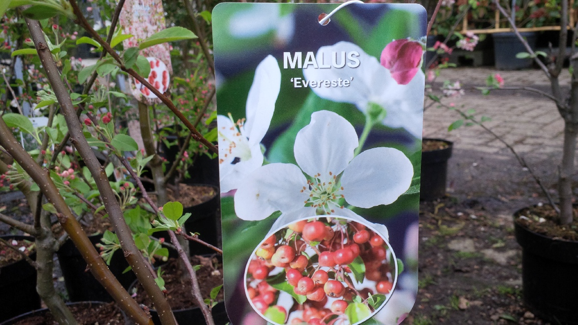 Malus 'Evereste' Sierappel