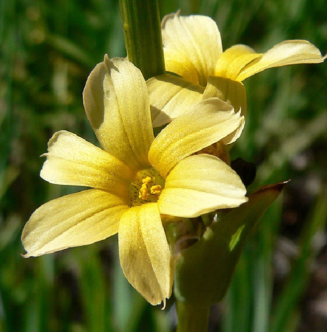 Sisyrinchium striatum Bieslelie