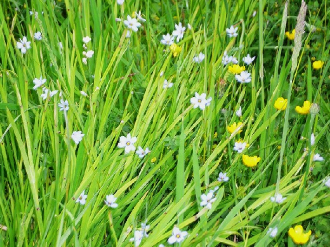 Sisyrinchium angustifolium Bieslelie, Blauwogengras