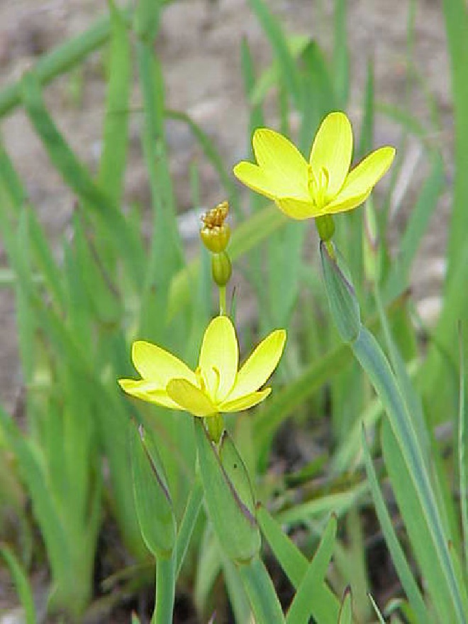 Sisyrinchium californicum Bieslelie