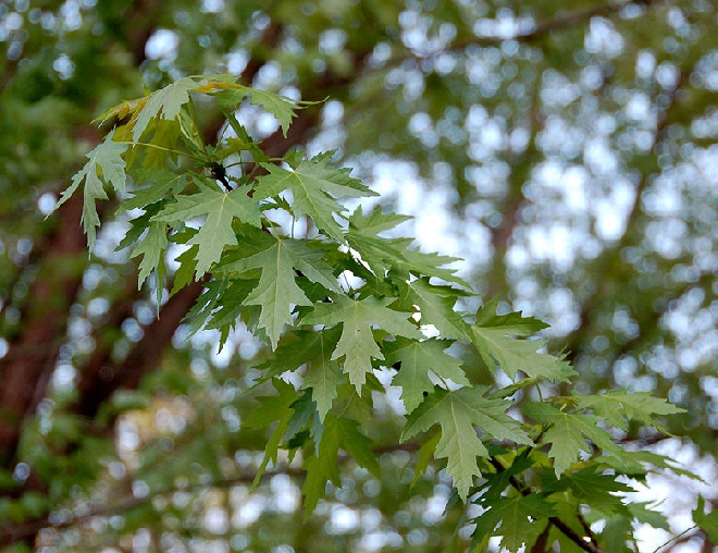 Acer saccharinum 'Pyramidale' Witte Esdoorn, Zilveresdoorn