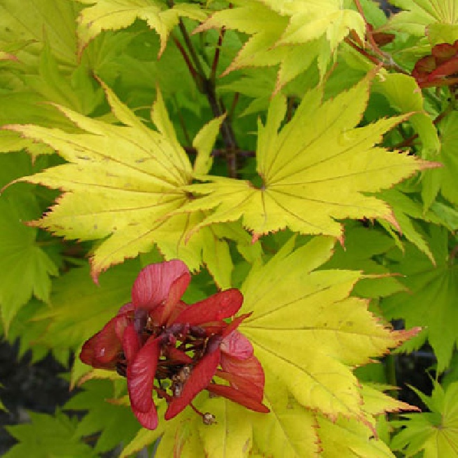 Acer shirasawanum 'Aureum' Volle Maan Esdoorn