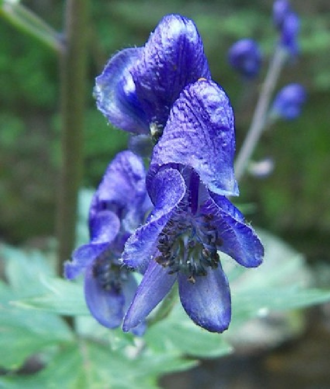 Aconitum napellus Monnikskap