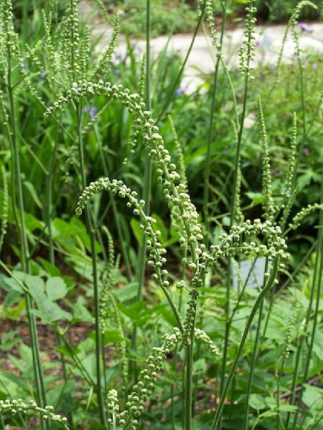 Actaea racemosa (syn. Cimicifuga racemosa) Zilverkaars