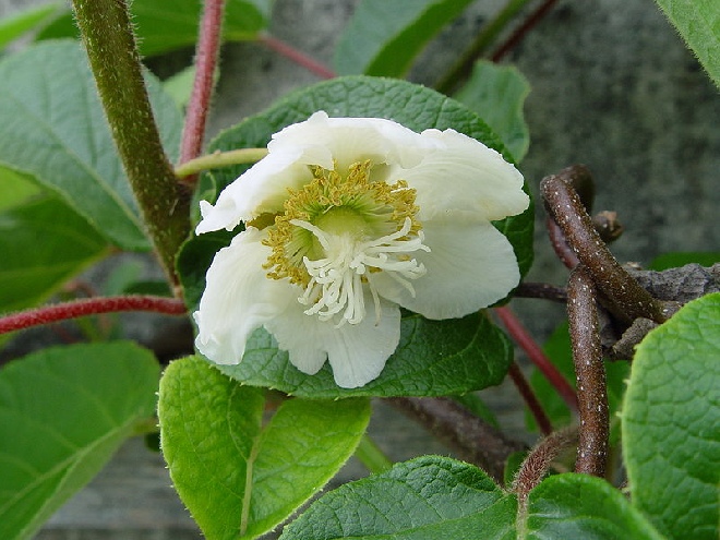 Actinidia deliciosa Kiwi