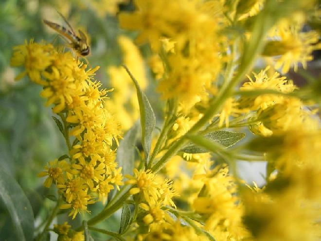 Solidago 'Golden Dwarf' Guldenroede