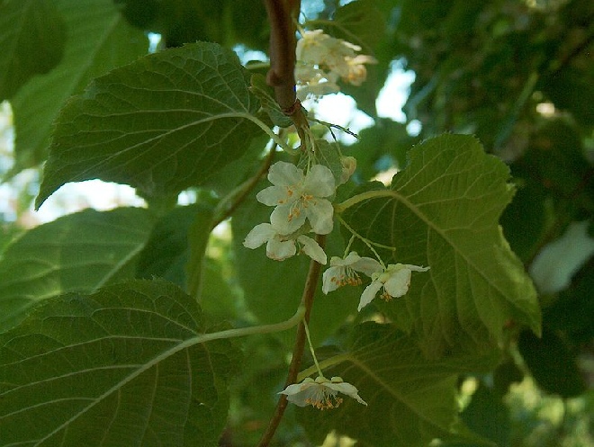 Actinidia kolomikta Sierkiwi