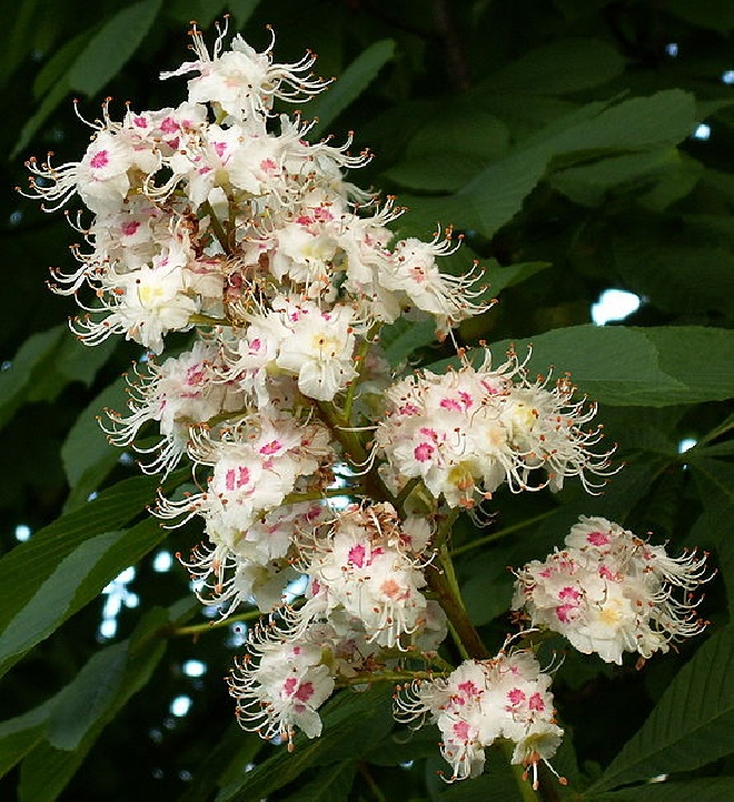 Aesculus hippocastanum Paardekastanje