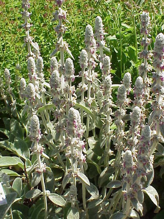 Stachys byzantina Ezelsoren