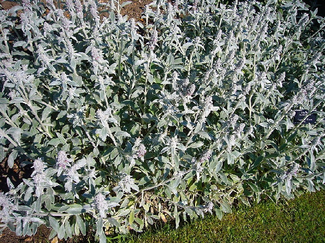 Stachys byzantina 'Big Ears' Ezelsoren
