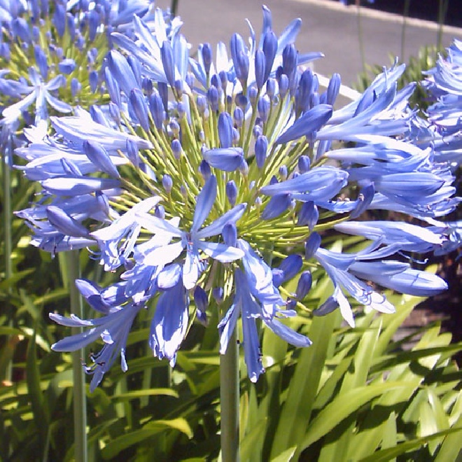 Agapanthus 'Bluety' Afrikaanse Lelie