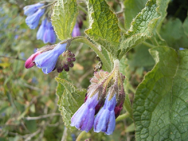 Symphytum azureum Smeerwortel