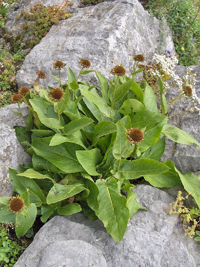 Telekia speciosa Koeienoog