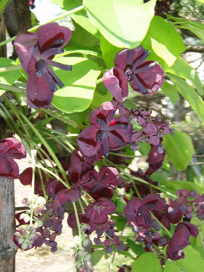 Akebia quinata Schijnkomkommer / Chocoladewingerd