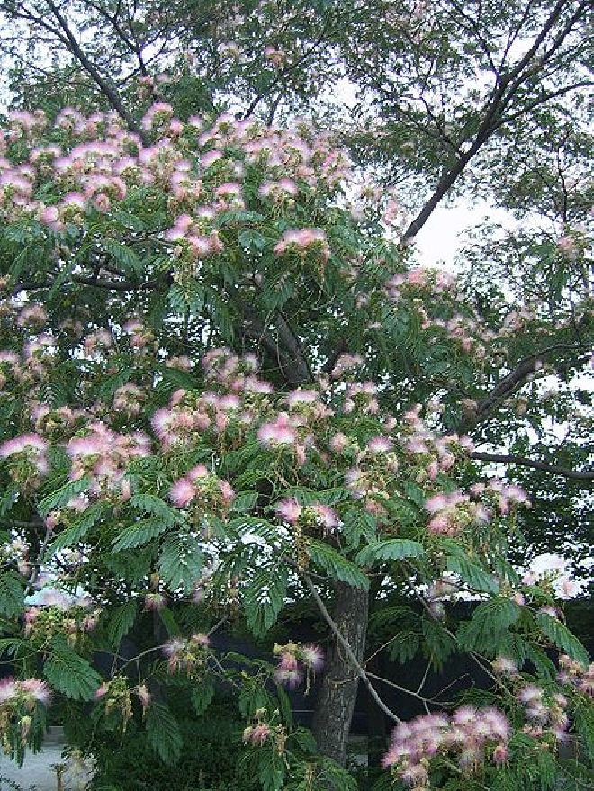 Albizia julibrissin Perzische Slaapboom