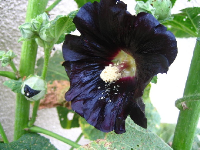 Alcea rosea 'Nigra' Stokroos