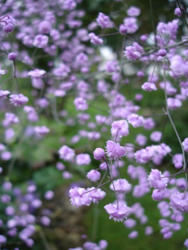 Thalictrum delavayi 'Hewitt's Double' Violette Ruit