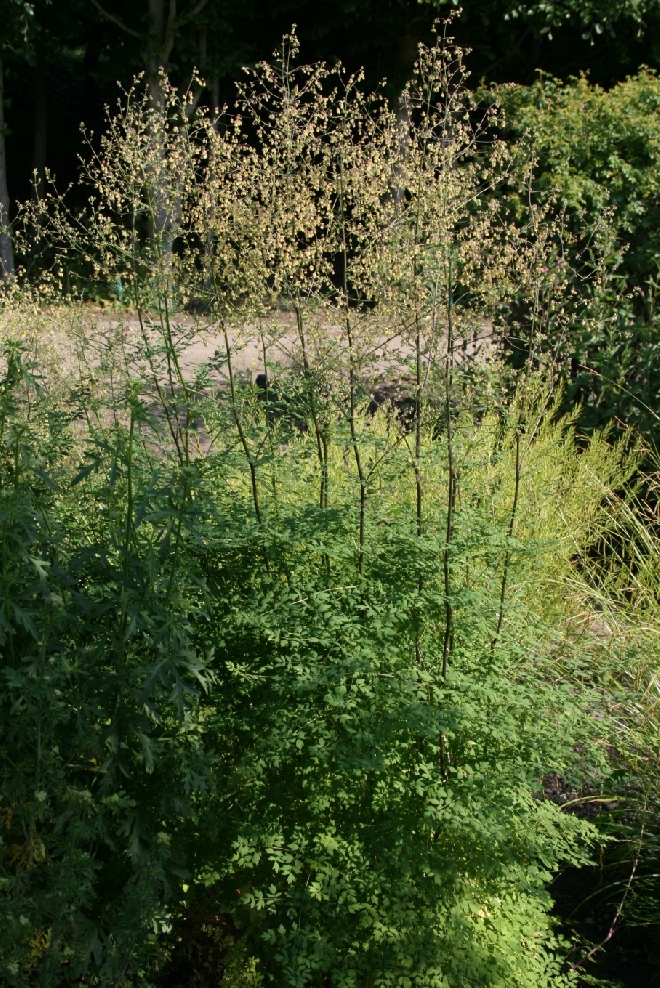 Thalictrum flavum subsp. glaucum (syn. T. speciosissimum) Ruit